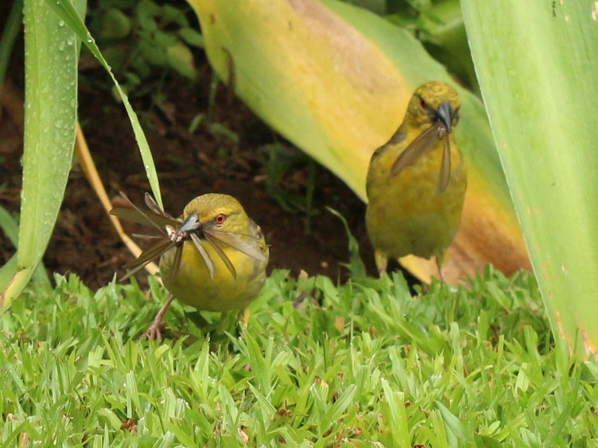Insects in the food chain