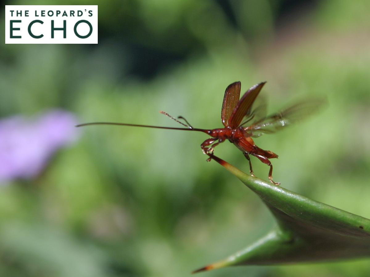 Outlandish appendages