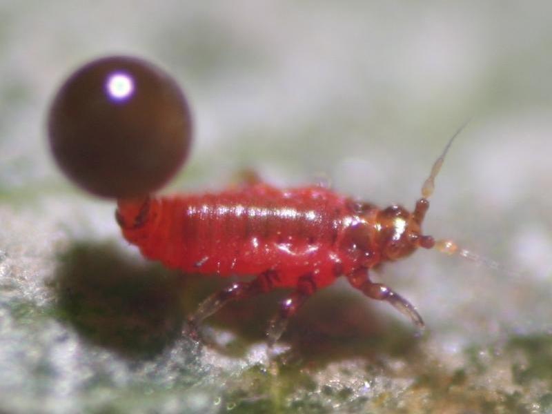 Insect photography 3 – Macro experiments