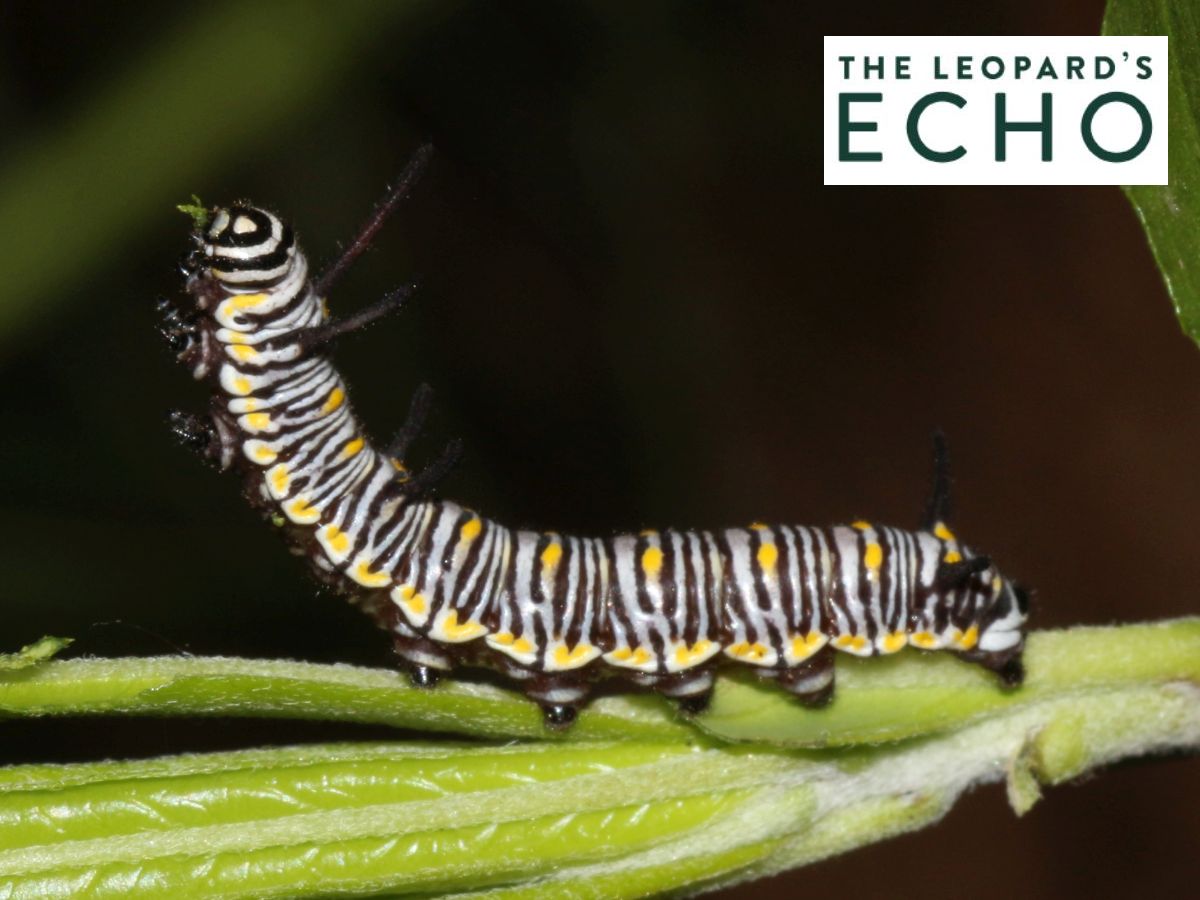 Axction For Insects Insects? Nature? It’s all about plants! – EASTERaction
