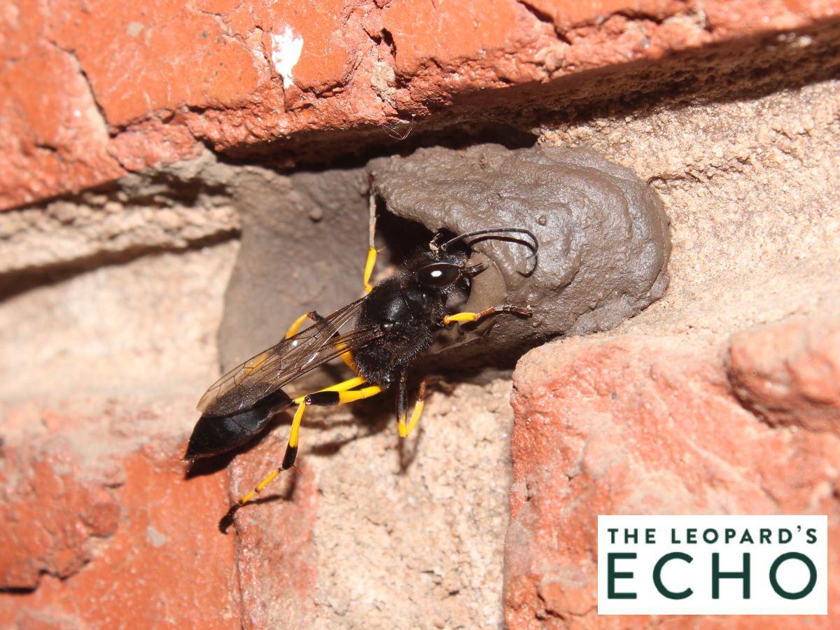 DIY or die: ingenious insect nurseries